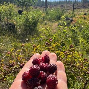 Meet your Posher, Haley